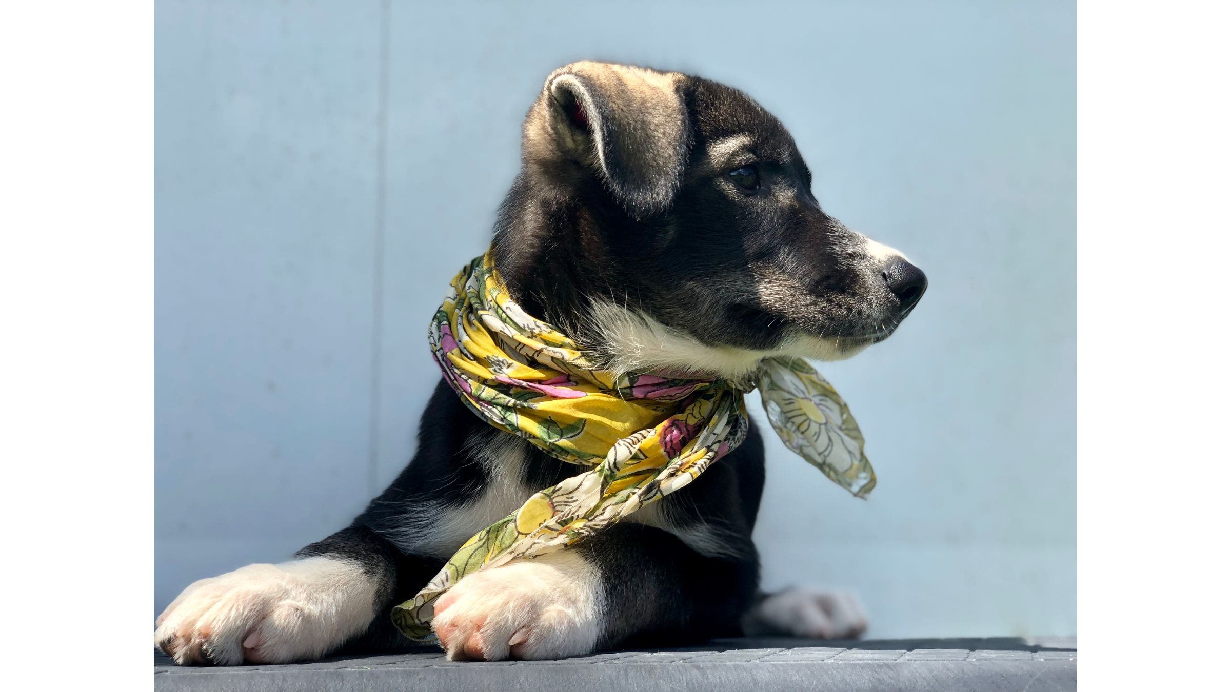 a very cute puppy