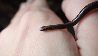 Barbados Threadsnake