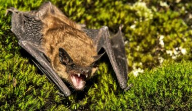 North American bats glow green under UV light