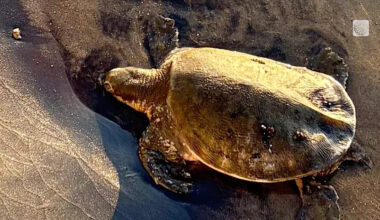 Rare endangered turtle found on Ontario beach