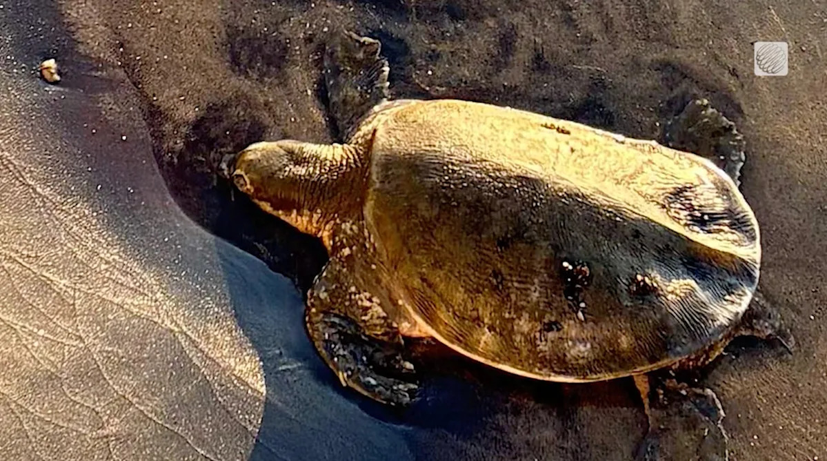 Rare endangered turtle found on Ontario beach