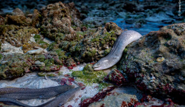 Like an Eel out of Water | Wildlife Photographer of the Year