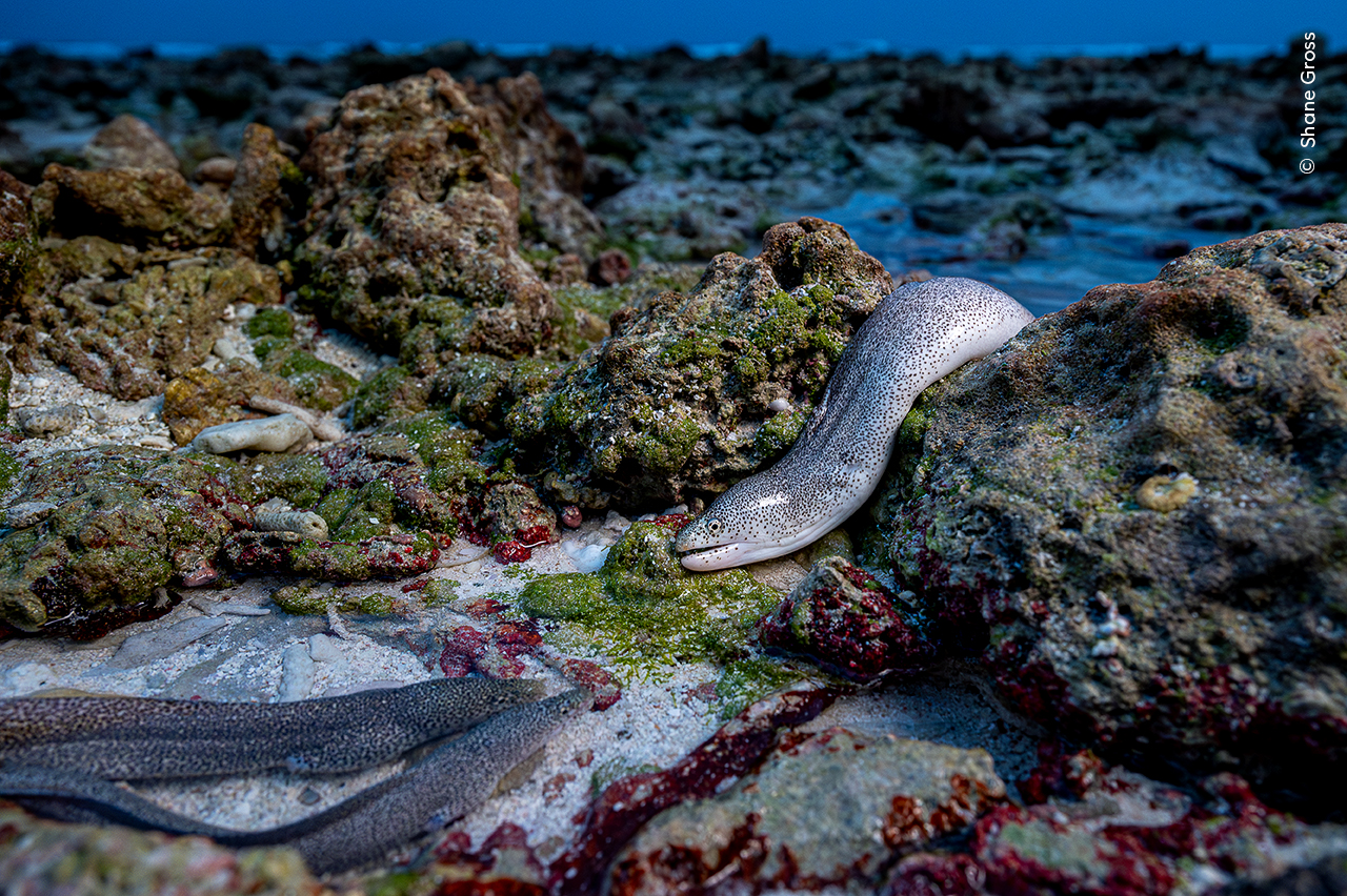 Like an Eel out of Water | Wildlife Photographer of the Year