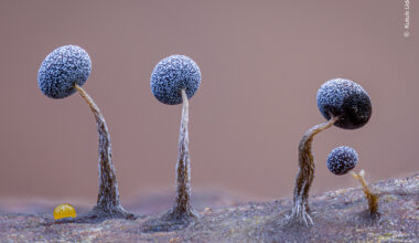 Slime Family Portrait | Wildlife Photographer of the Year