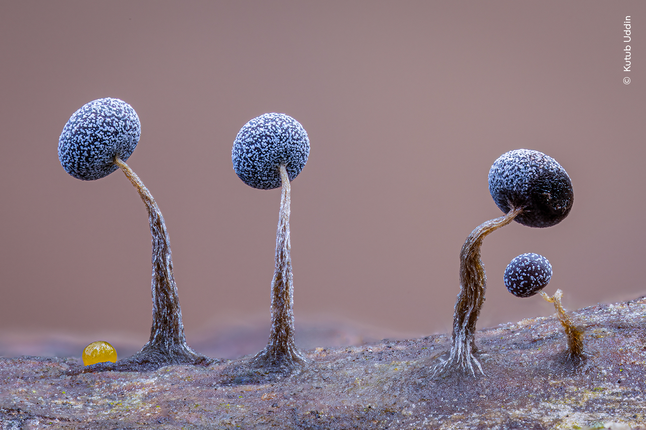 Slime Family Portrait | Wildlife Photographer of the Year