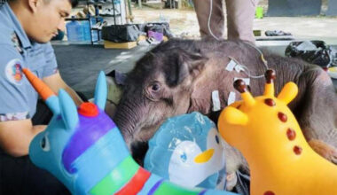 Bangkok Post - Injured baby elephant recovering