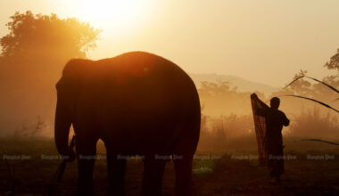 Bangkok Post - Sri Lanka jumbos' return planned