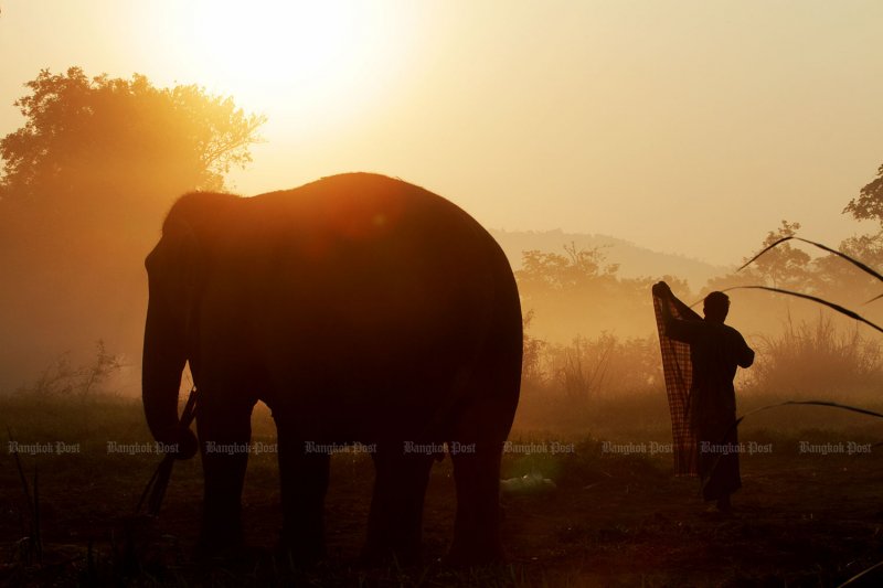Sri Lanka jumbos' return planned