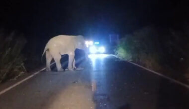 Bangkok Post - Wild elephant hit by ambulance