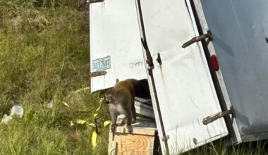 Bangkok Post - Three escaped research monkeys at large after US crash