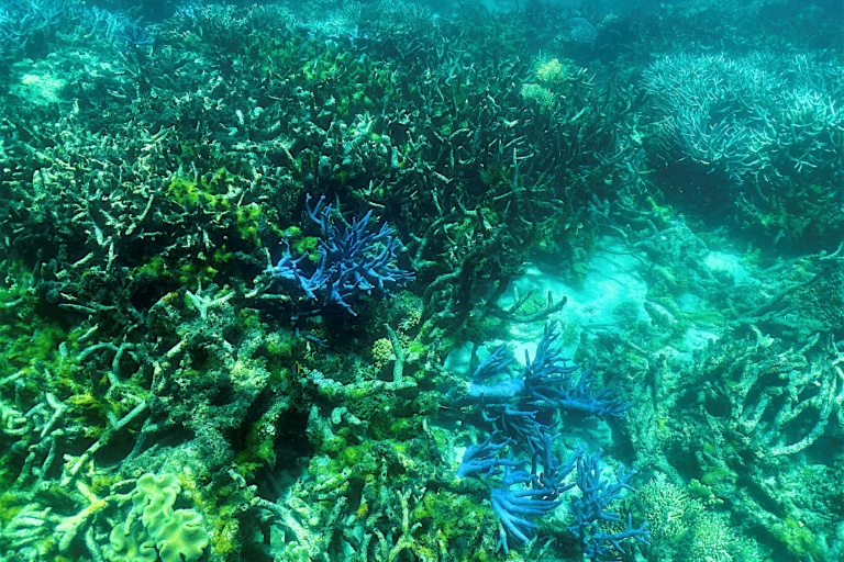 Corals and amphibians are among the species hit hardest, with more than 40% of each group under threat in the last update by the International Union for Conservation of Nature. (Photo: AFP)