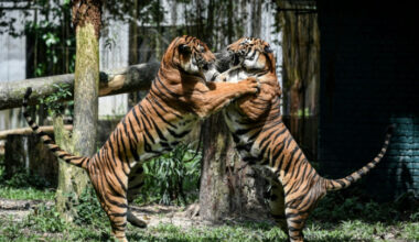Bangkok Post - Tigers in trouble as Malaysian big cat numbers dwindle