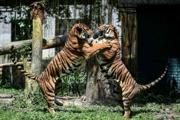 Bangkok Post - Tigers in trouble as Malaysian big cat numbers dwindle