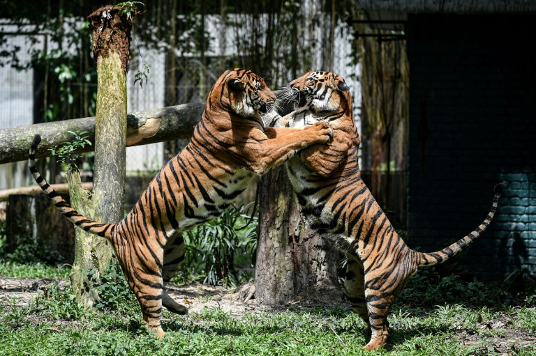 Malaysian experts and officials admit that resources fall far short of what is needed to protect the country’s famed big cat, listed as critically endangered. (Photo: AFP)