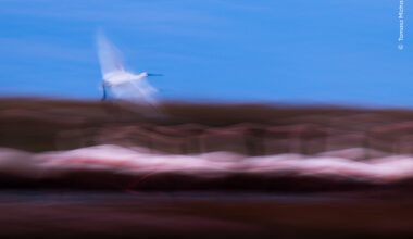 White over Pink | Wildlife Photographer of the Year