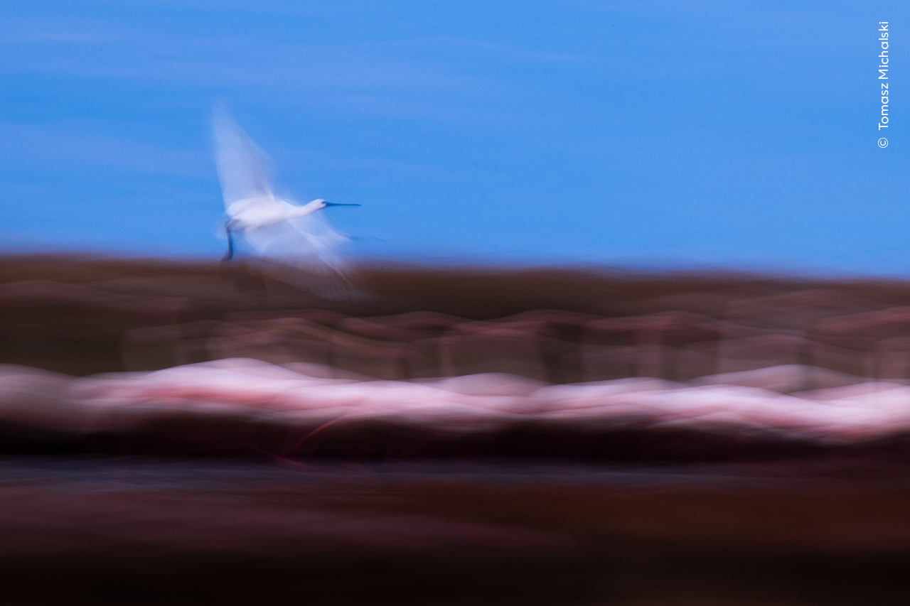 White over Pink | Wildlife Photographer of the Year
