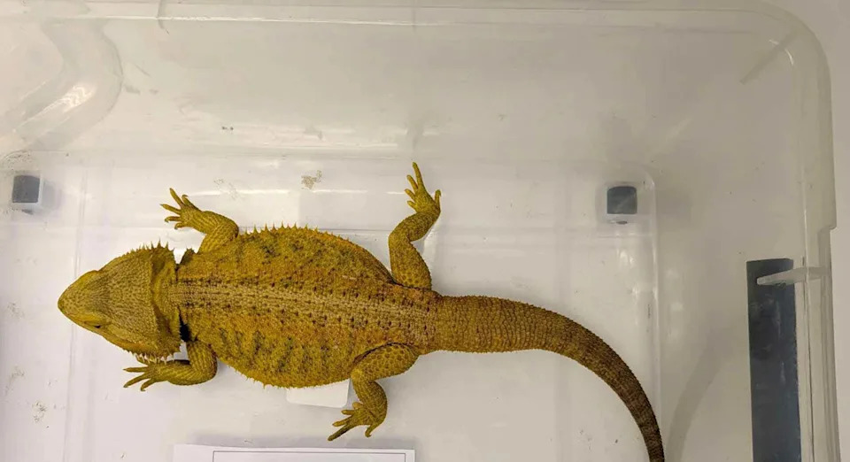 The seized central bearded dragon.