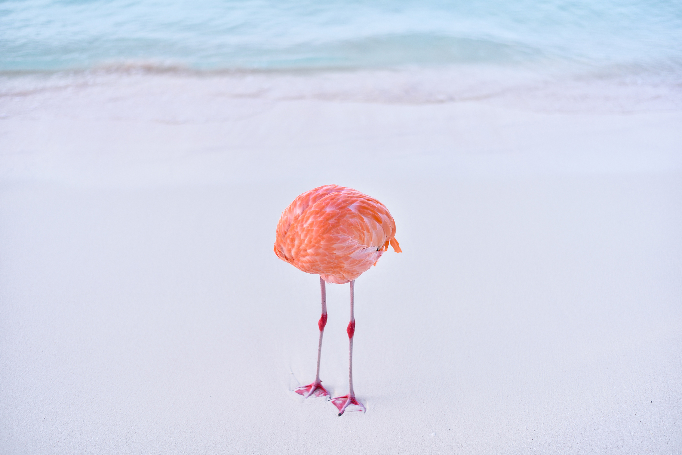 A lone flamingo with its head tucked stands on a serene white sandy beach, framed by gentle blue waves, conveying a peaceful, tranquil atmosphere