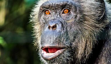 Aging chimps show human-like cognitive decline