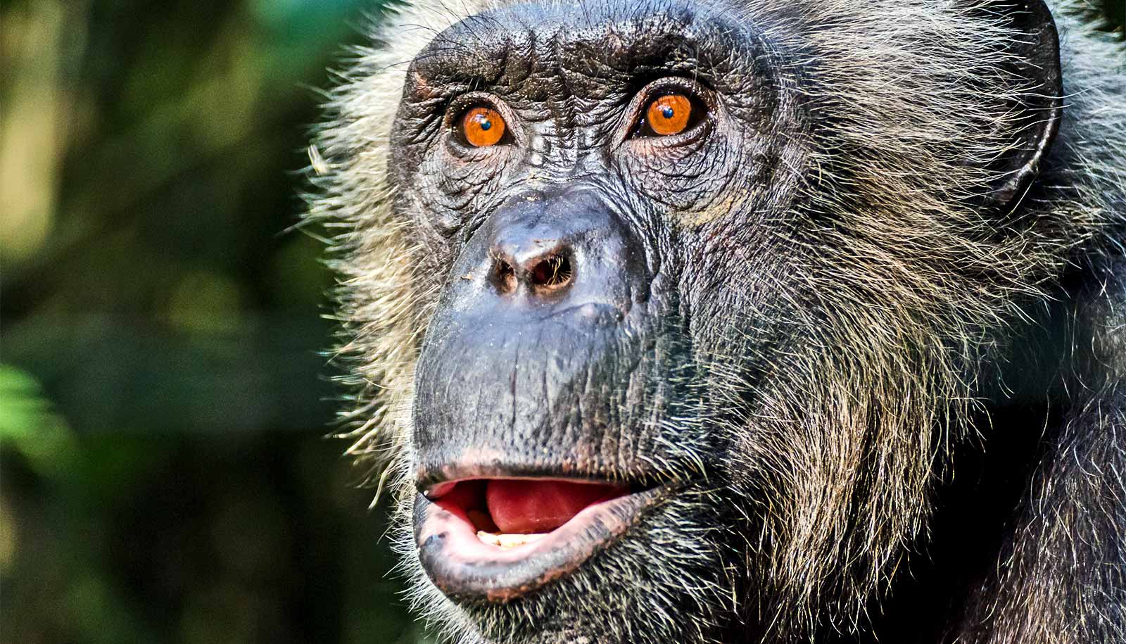 Aging chimps show human-like cognitive decline