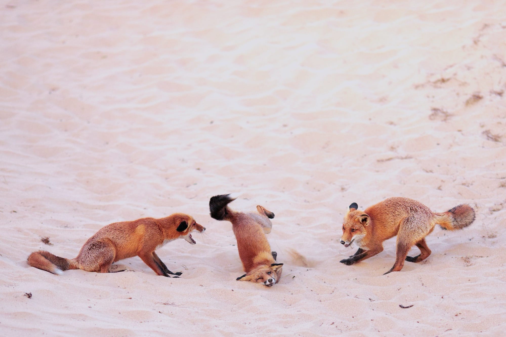a photo by Paula Rustemeier of three foxes in the sand, one slamming its face into the ground
