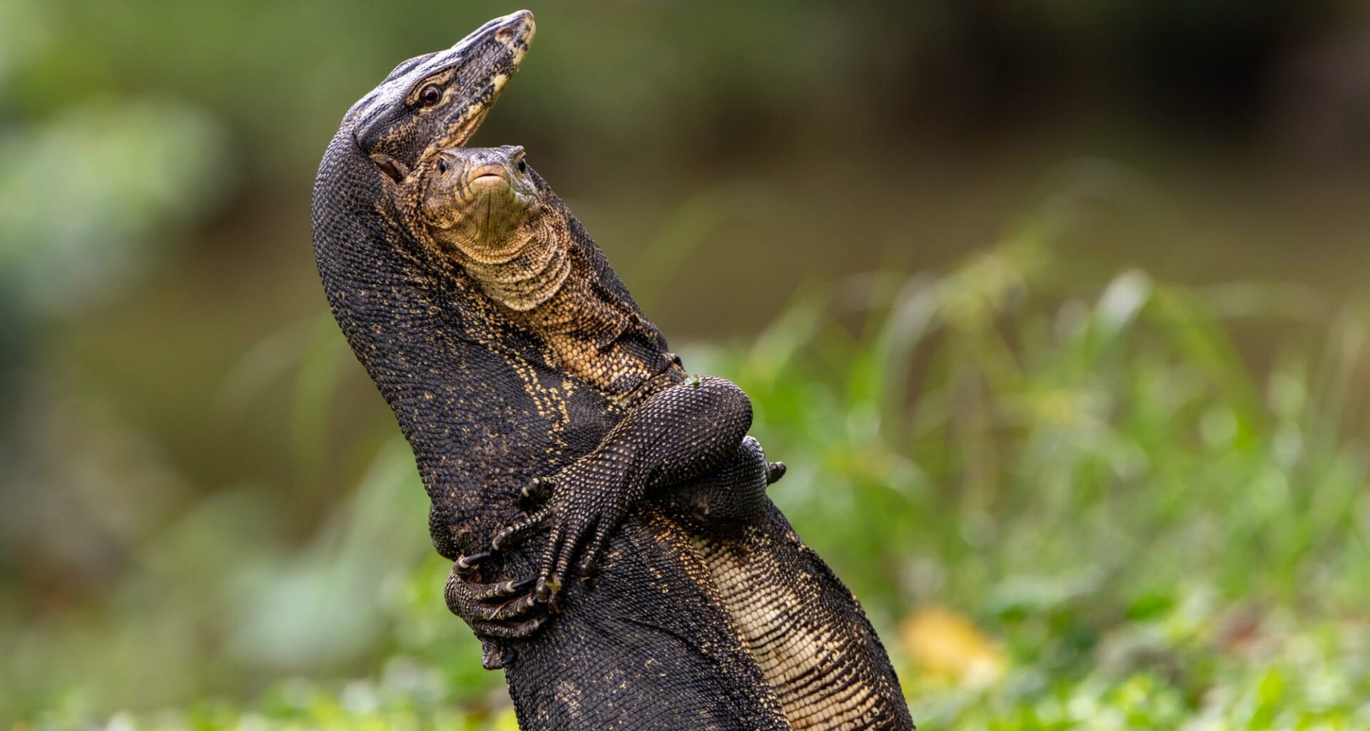 a photo by Jessica Emmett of two Asian water monitors locked in battle right by a main path in Bishan-Ang Mo Kio park, Singapore