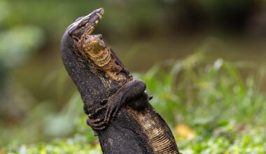 a photo by Jessica Emmett of two Asian water monitors locked in battle right by a main path in Bishan-Ang Mo Kio park, Singapore
