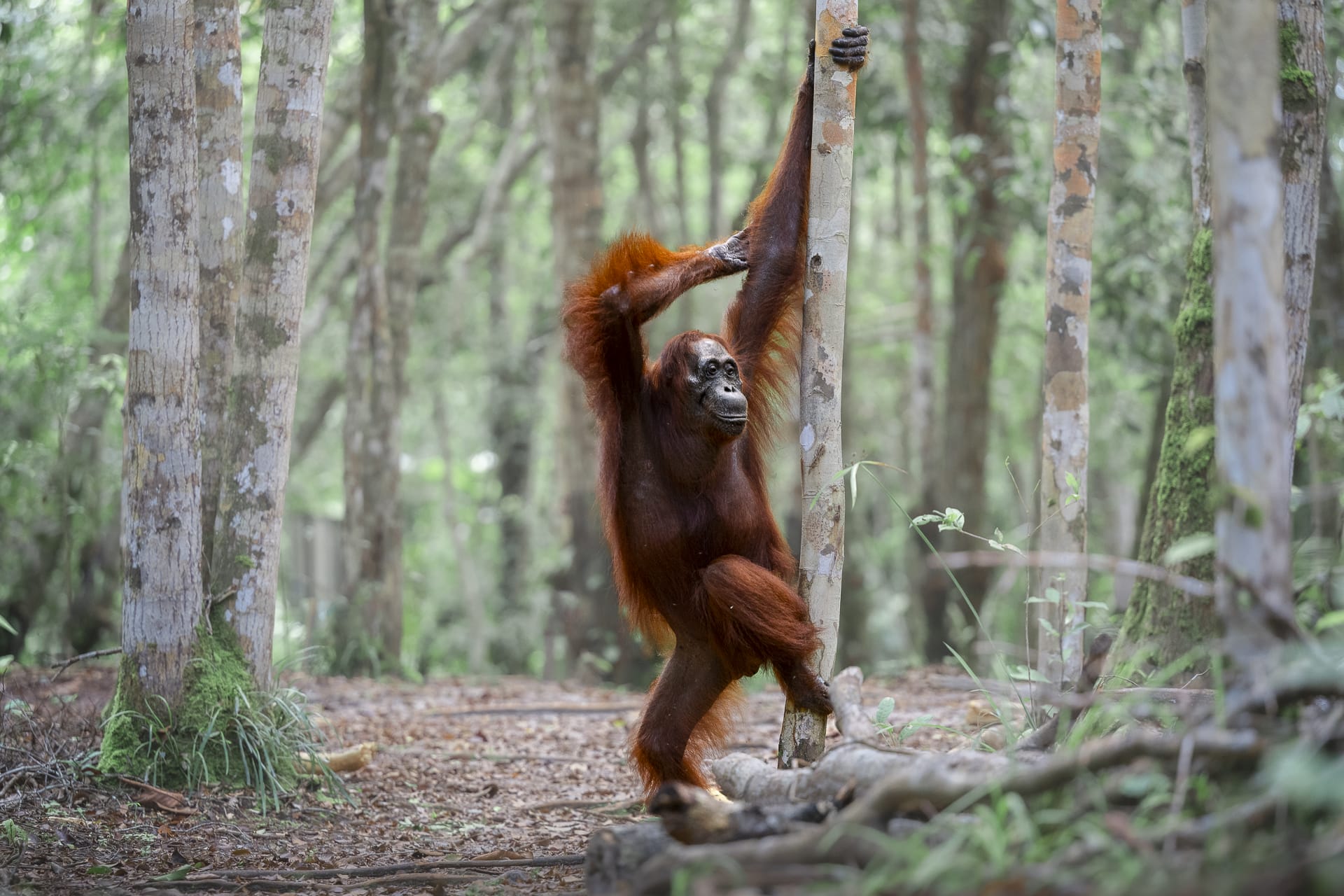 a photo by Michael Stavrakakis of a female orangutan appearing to strike a pose