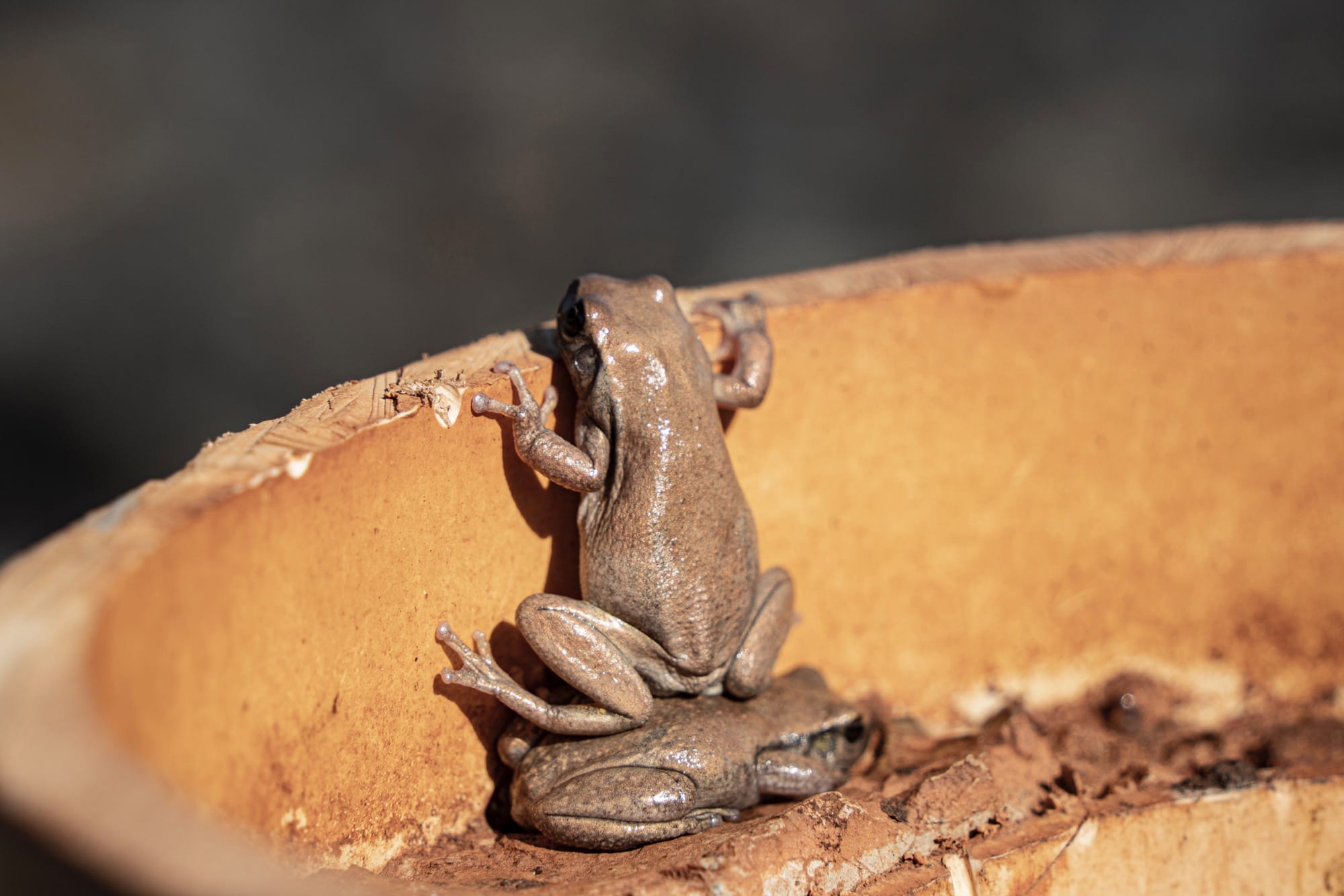 a photo by Andrew Mortimer shows a brown frog on standing on the back of another brown frog