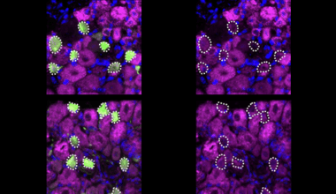 Neurons modulate sensitivity via electron transport chain