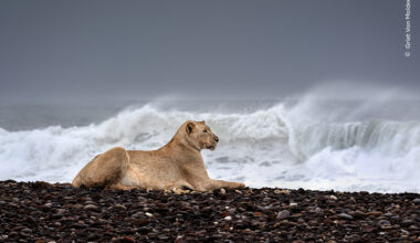 Ocean Lion | Wildlife Photographer of the Year