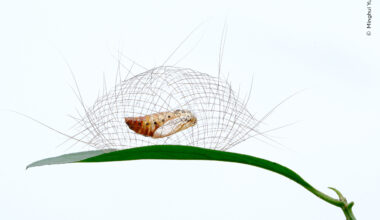 Suspended Animation | Wildlife Photographer of the Year