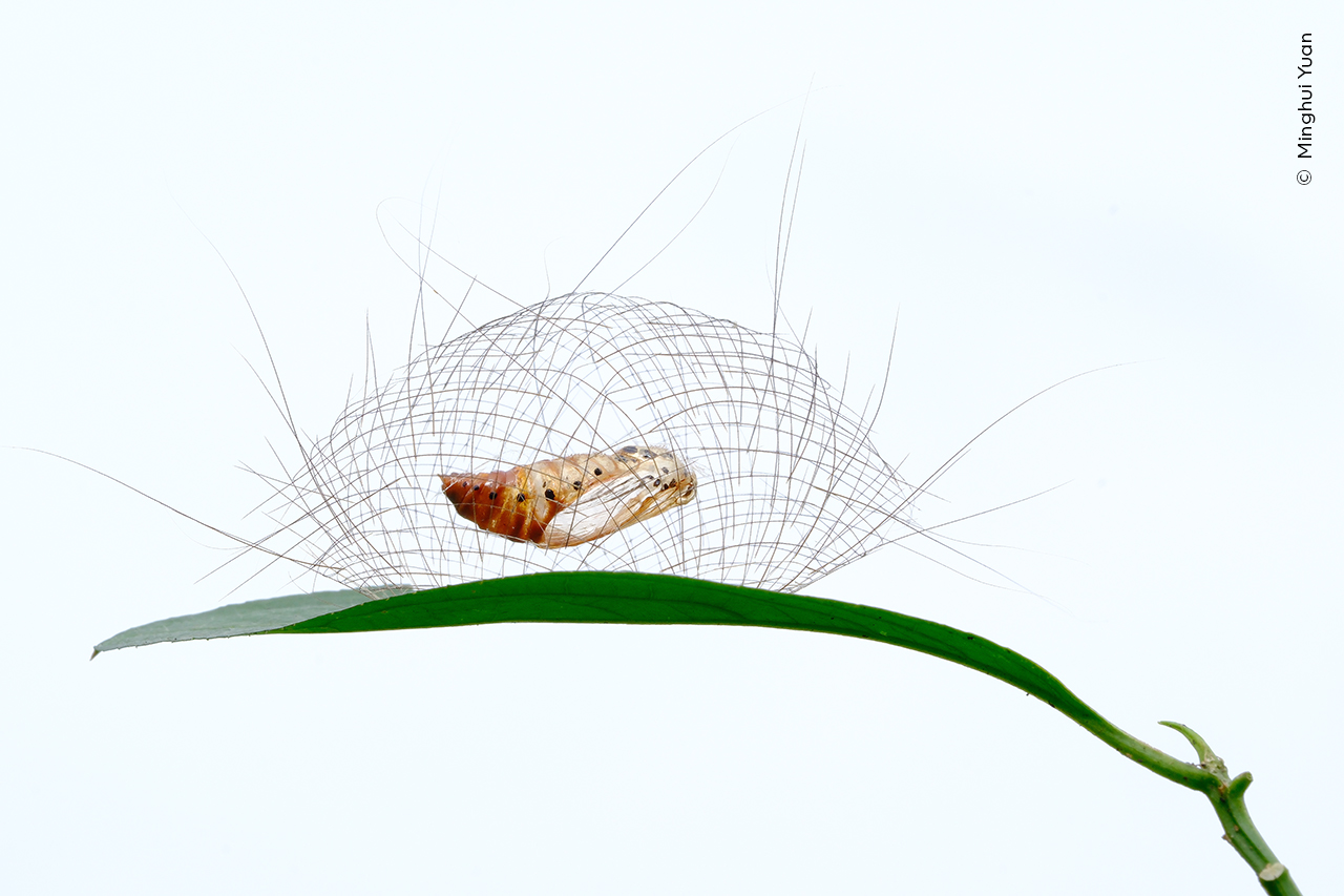 Suspended Animation | Wildlife Photographer of the Year