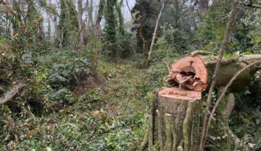 Investigation launched over alleged illegal tree felling near Wicklow’s Glen of the Downs Nature Reserve
