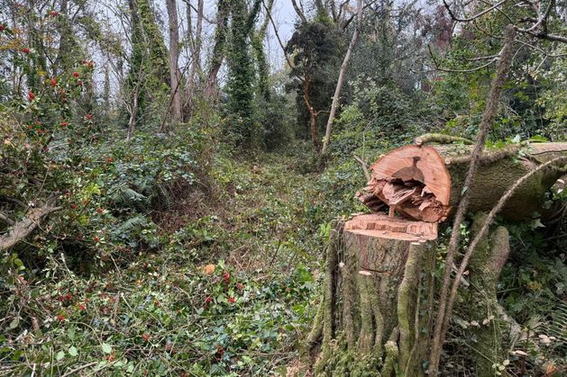 Investigation launched over alleged illegal tree felling near Wicklow’s Glen of the Downs Nature Reserve