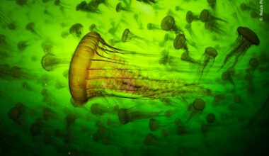 Jelly Smack Summer | Wildlife Photographer of the Year