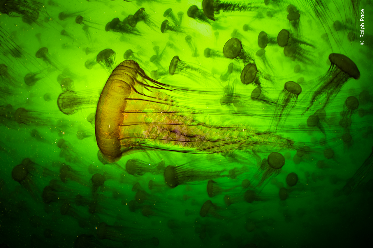 Jelly Smack Summer | Wildlife Photographer of the Year