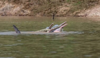 Bolivian river dolphins anaconda