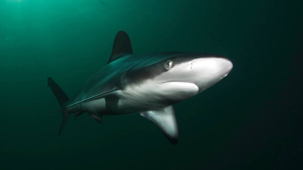 Scientists Explain Why 'Harmless' Sharks Devoured Swimmer in Chilling World First : ScienceAlert