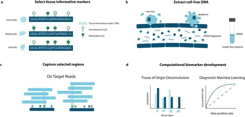 Overview of epigenetic cfDNA biomarker development approach. (CREDIT: Genome Medicine)