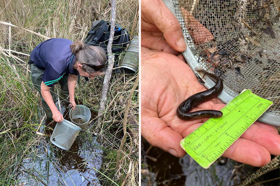 Left: A woman in the Helensville swamp looking for mudfish and holding nets. Right: Close up of a mudfish.
