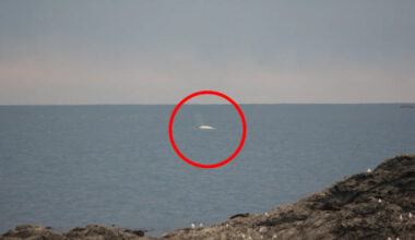 Frenzy of excitement after potential sighting of white whale Migaloo off coast
