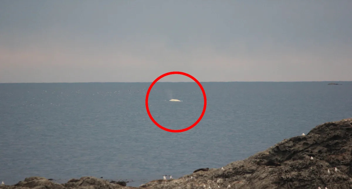 Frenzy of excitement after potential sighting of white whale Migaloo off coast