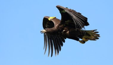 Three white tailed eagles killed by wind turbines in South Donegal