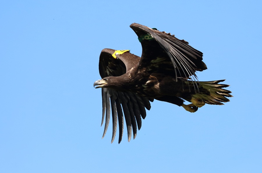 Three white tailed eagles killed by wind turbines in South Donegal