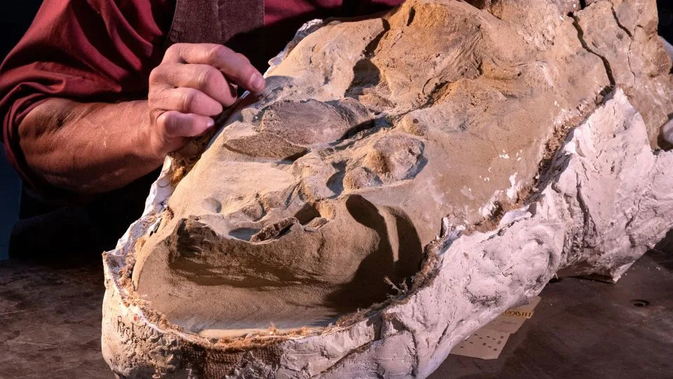 Lead study author Paul Sereno of the University of Chicago marvels at the preserved hooves on the foot of an adult mummy of Edmontosaurus. - Kieth Ladzinski
