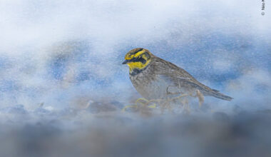 Sand-Swept Lark | Wildlife Photographer of the Year