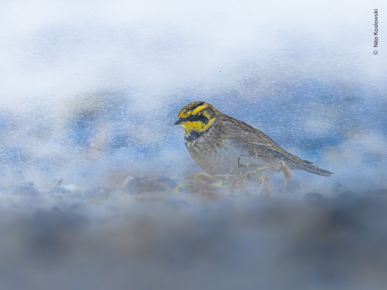 Sand-Swept Lark | Wildlife Photographer of the Year