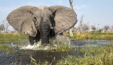 Tourists speak out after elephant charges at them during safari