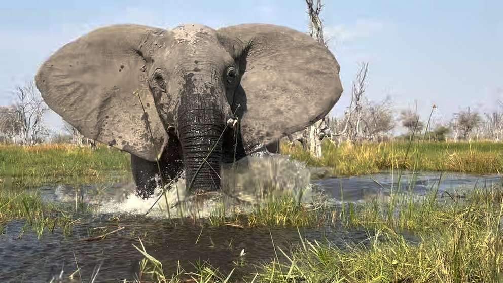 Tourists speak out after elephant charges at them during safari